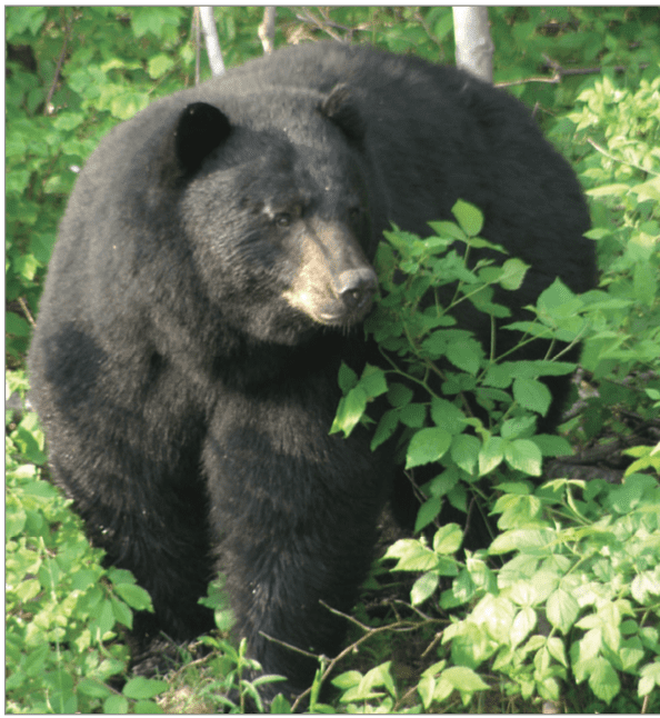 Hartland Residents Report Many Bears Sightings Some Conflicts