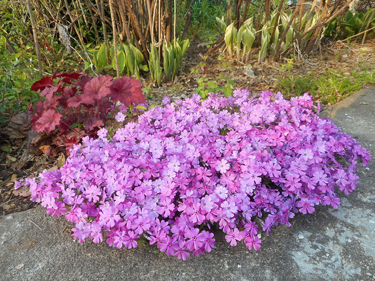 Comparing Annuals Versus Perennials | Mountain Times