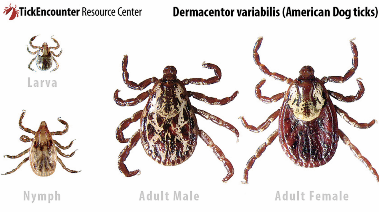 Prevent Tick-borne Illness - Mountain Times