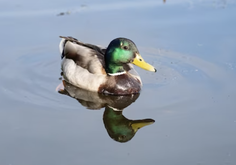 The Outside Story: Total Eclipse Of The Duck 