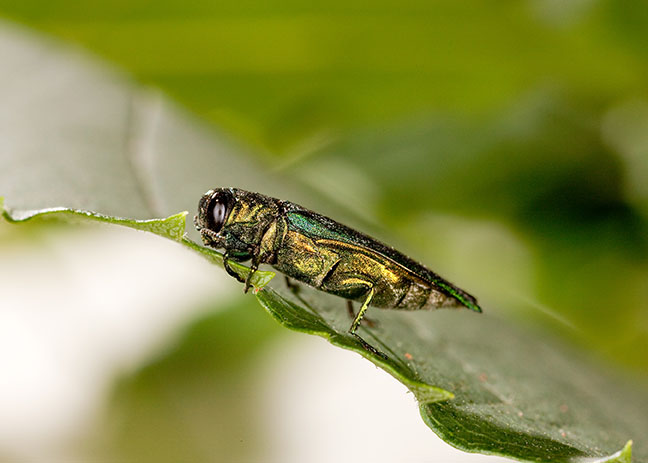 May 22-28 is emerald ash borer awareness week - Mountain Times