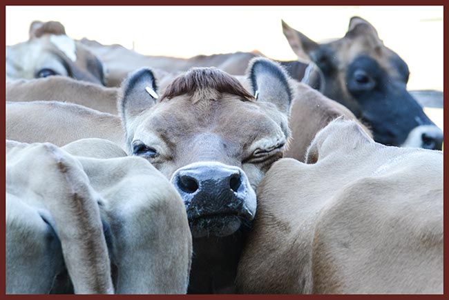 Billings Opening Day Celebrates 42nd Season With Animals, Programs ...