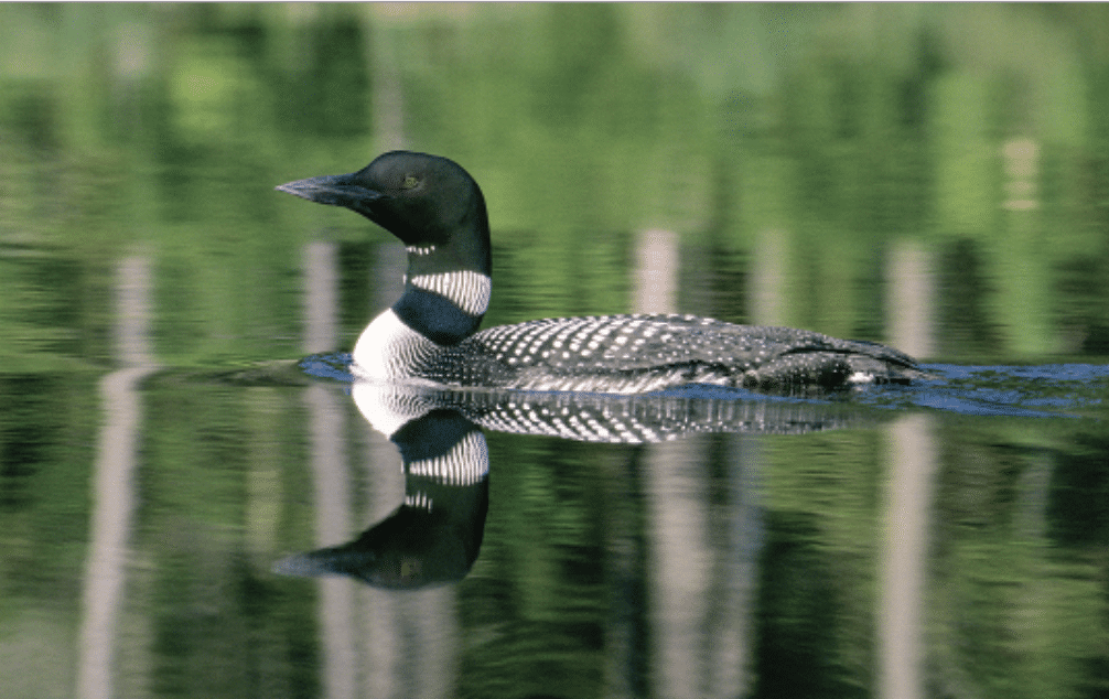 Protect Nesting Loons And Loon Chicks By Keeping Your Distance ...