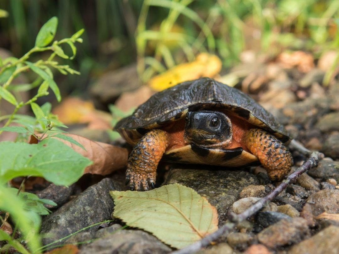VINS Hosts Remarkable Reptile Day With Live Reptiles, Crafts, And Science Talks