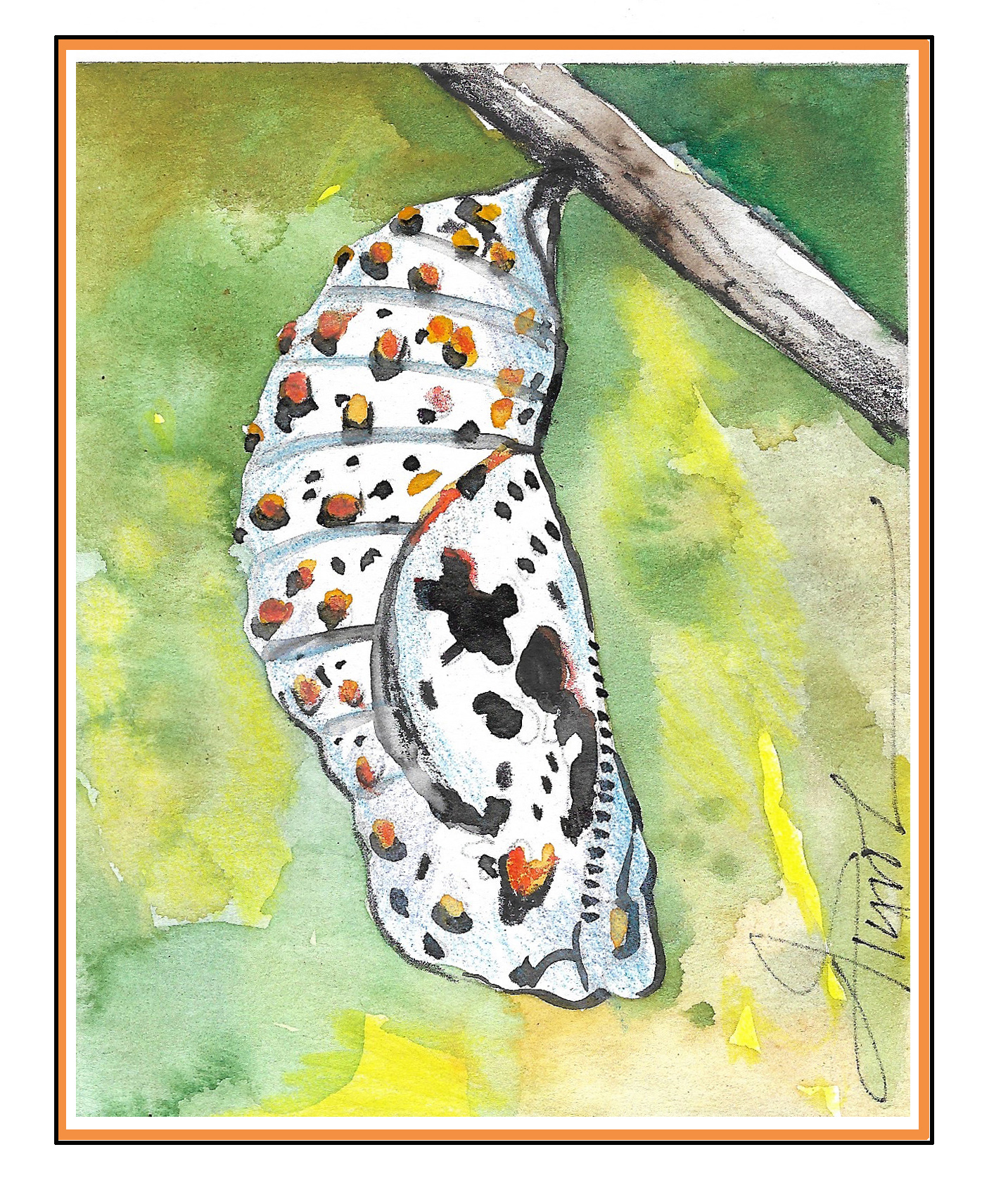 Finding a Baltimore Checkerspot